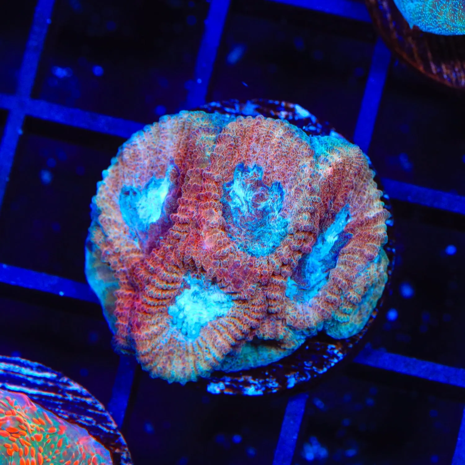 Acid Rain Favia Coral