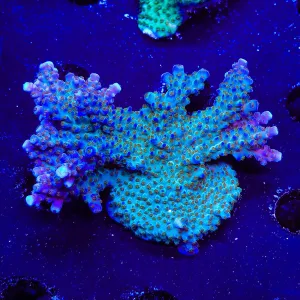 ARC Fireworks Acropora Coral Colony