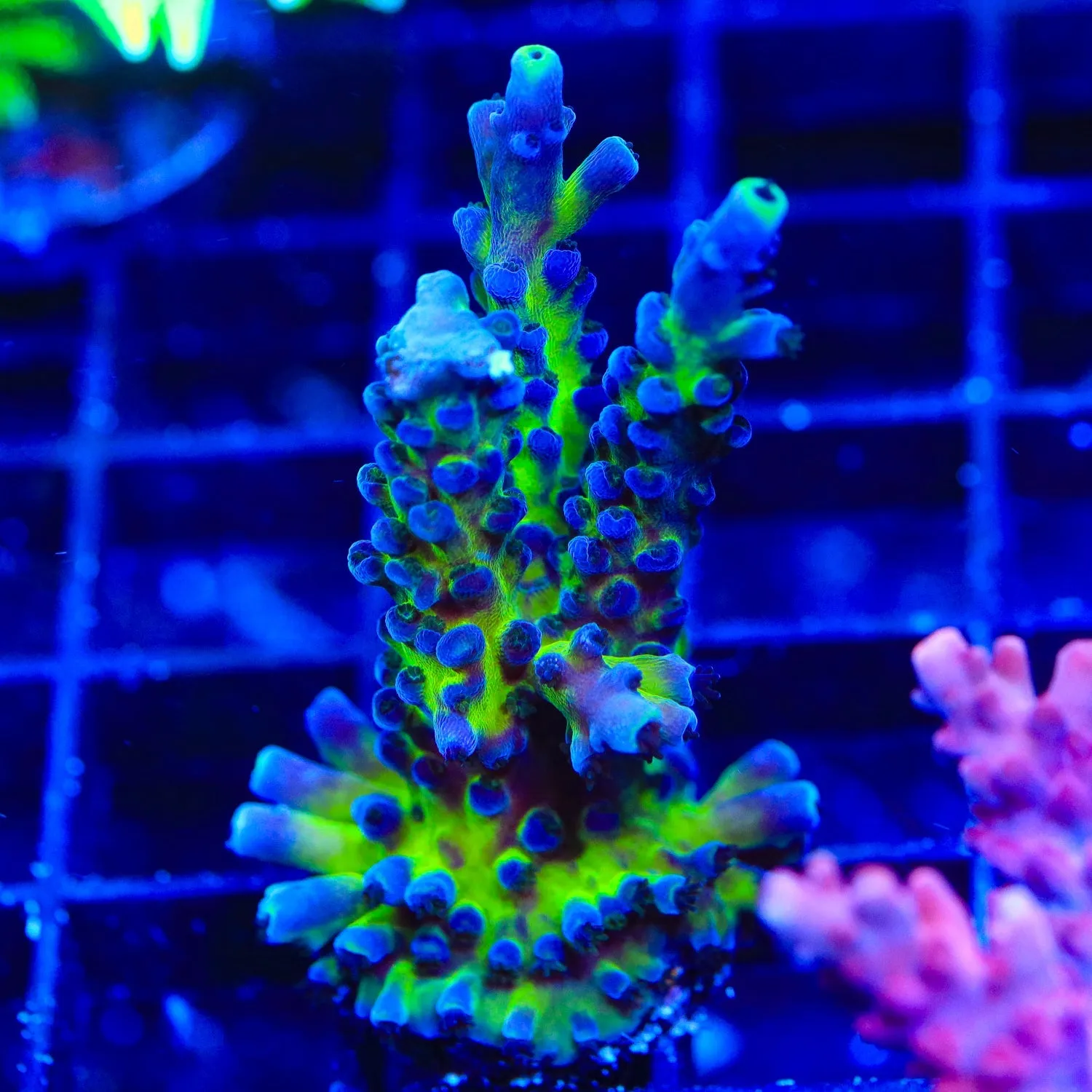 Aussie Gold Acropora