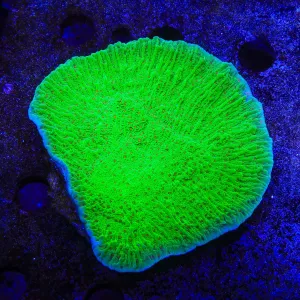 Green Montipora Cap Coral Colony