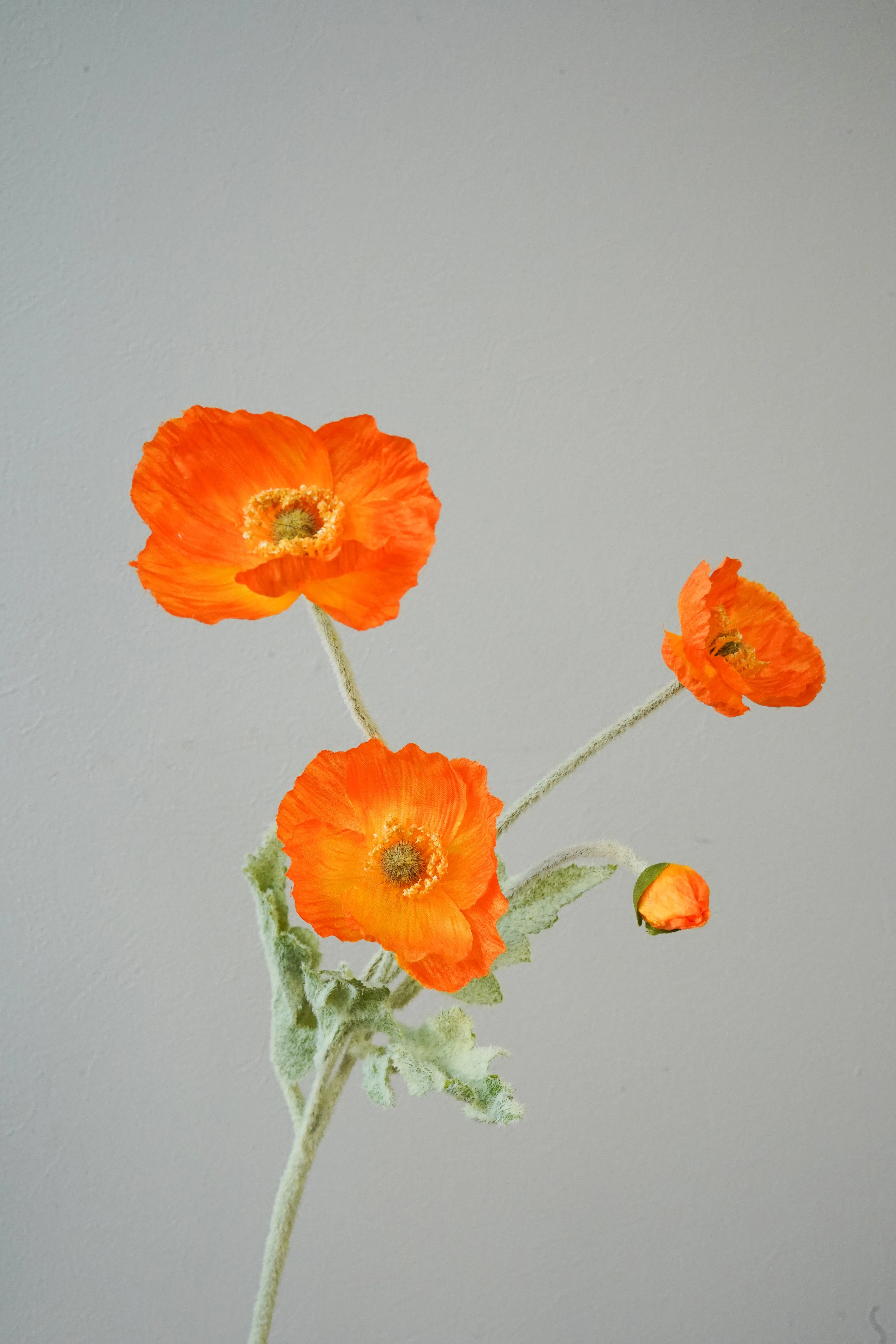 Poppy - 3 heads (Orange)