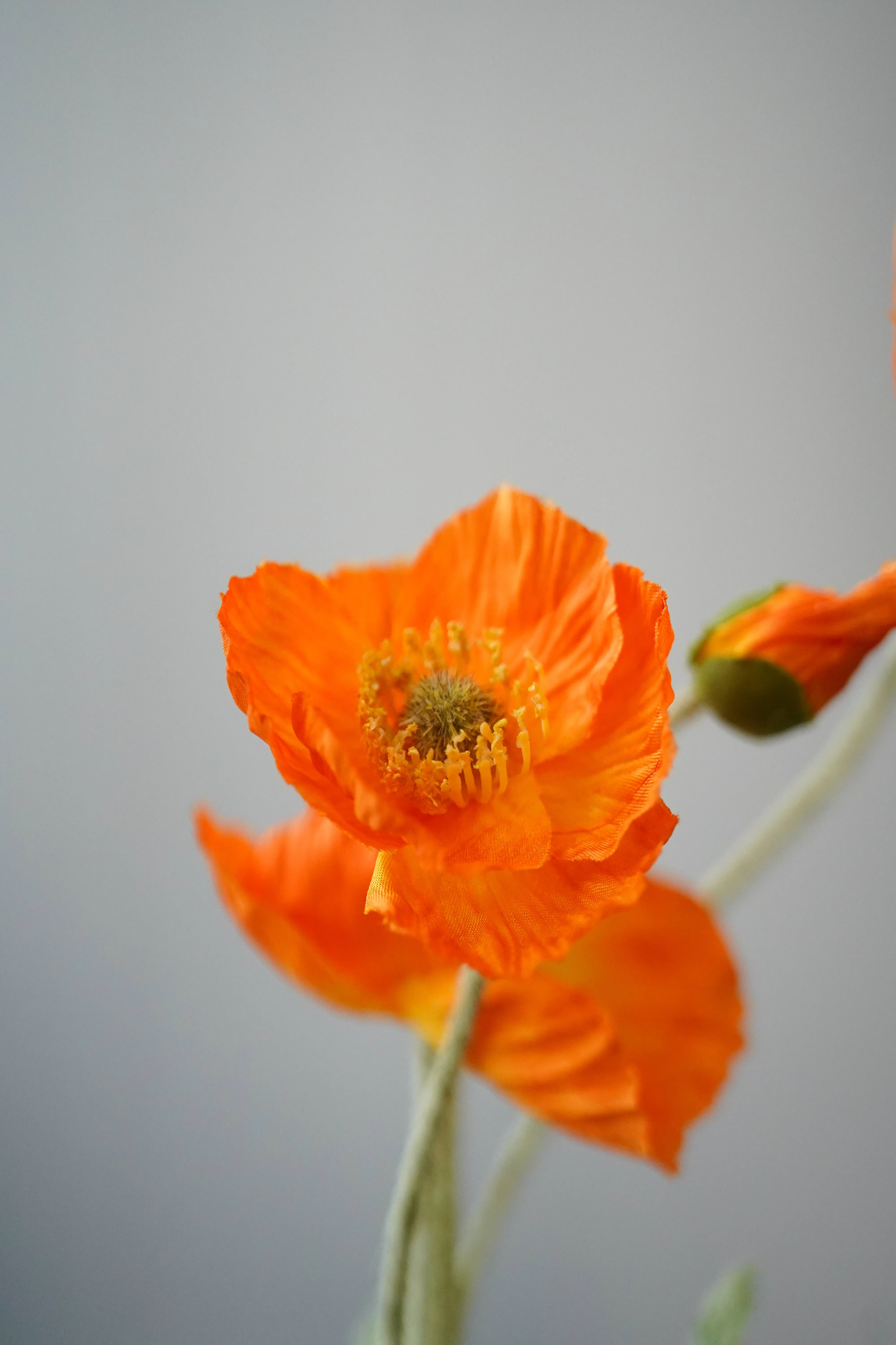 Poppy - 3 heads (Orange)