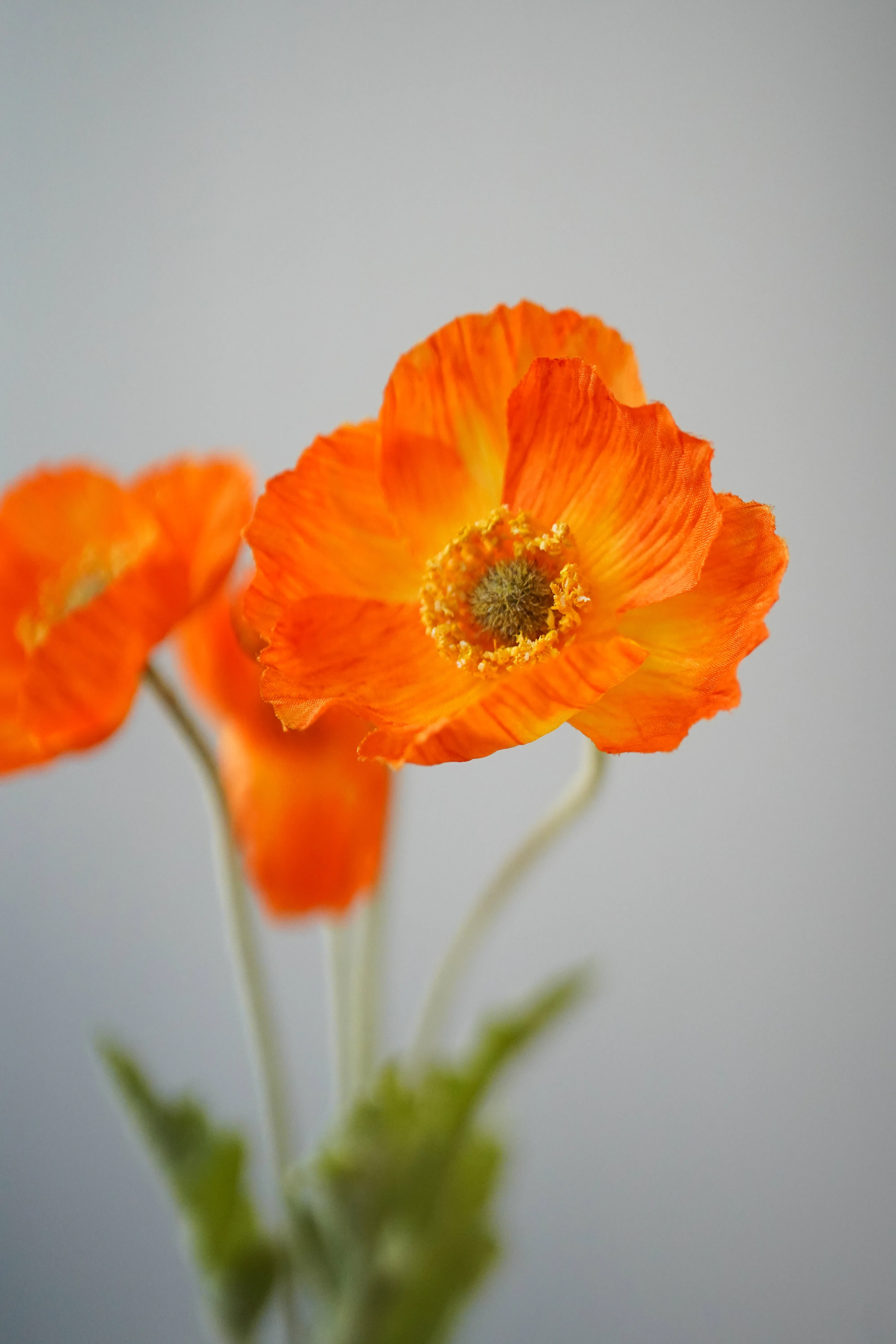 Poppy - 3 heads (Orange)