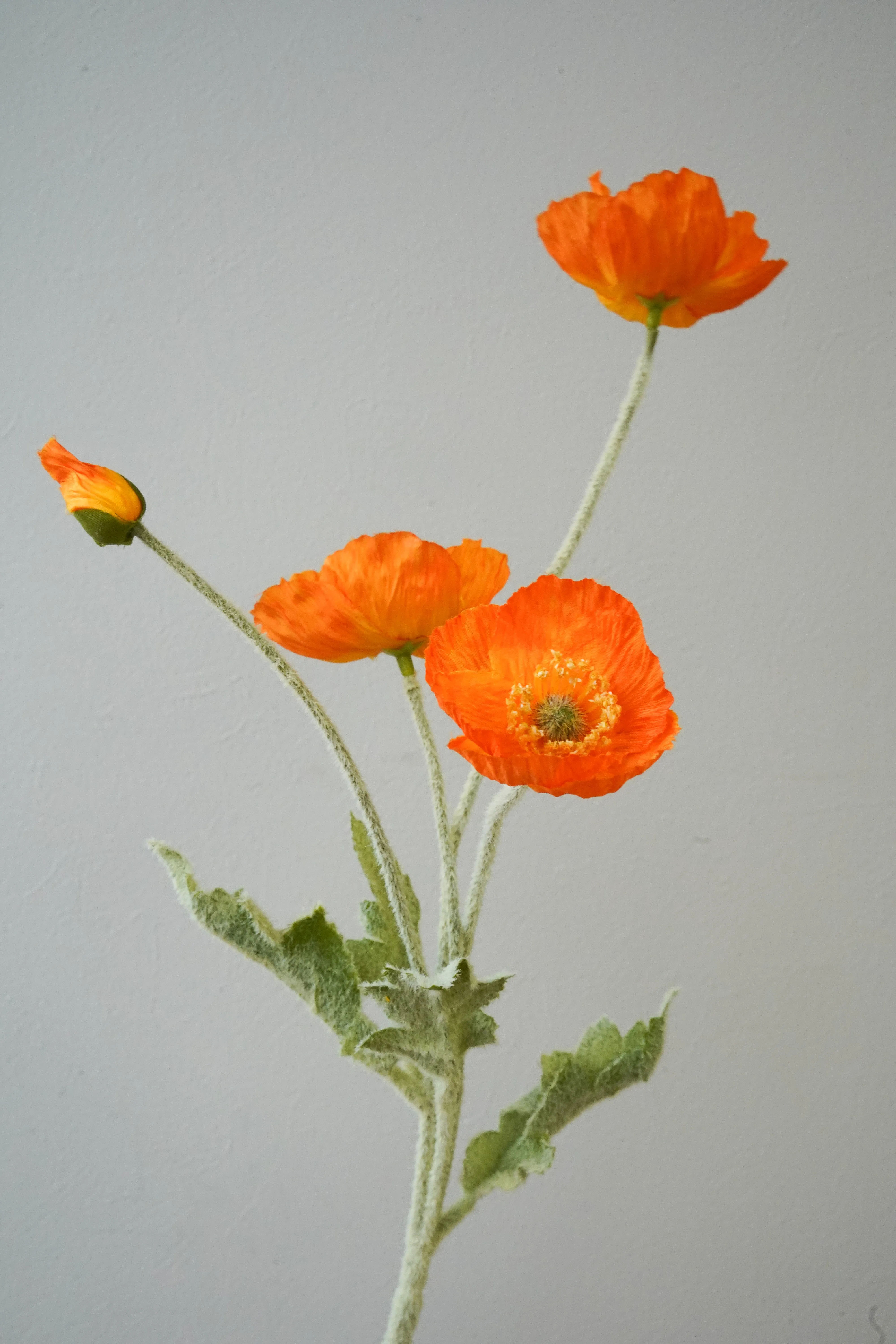 Poppy - 3 heads (Orange)