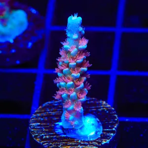 TSA Bubbleyum Acropora Coral