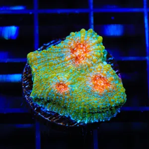 TSA Crocodile Smile Chalice Coral