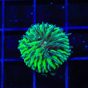 TSA Funky Fungia Plate Coral