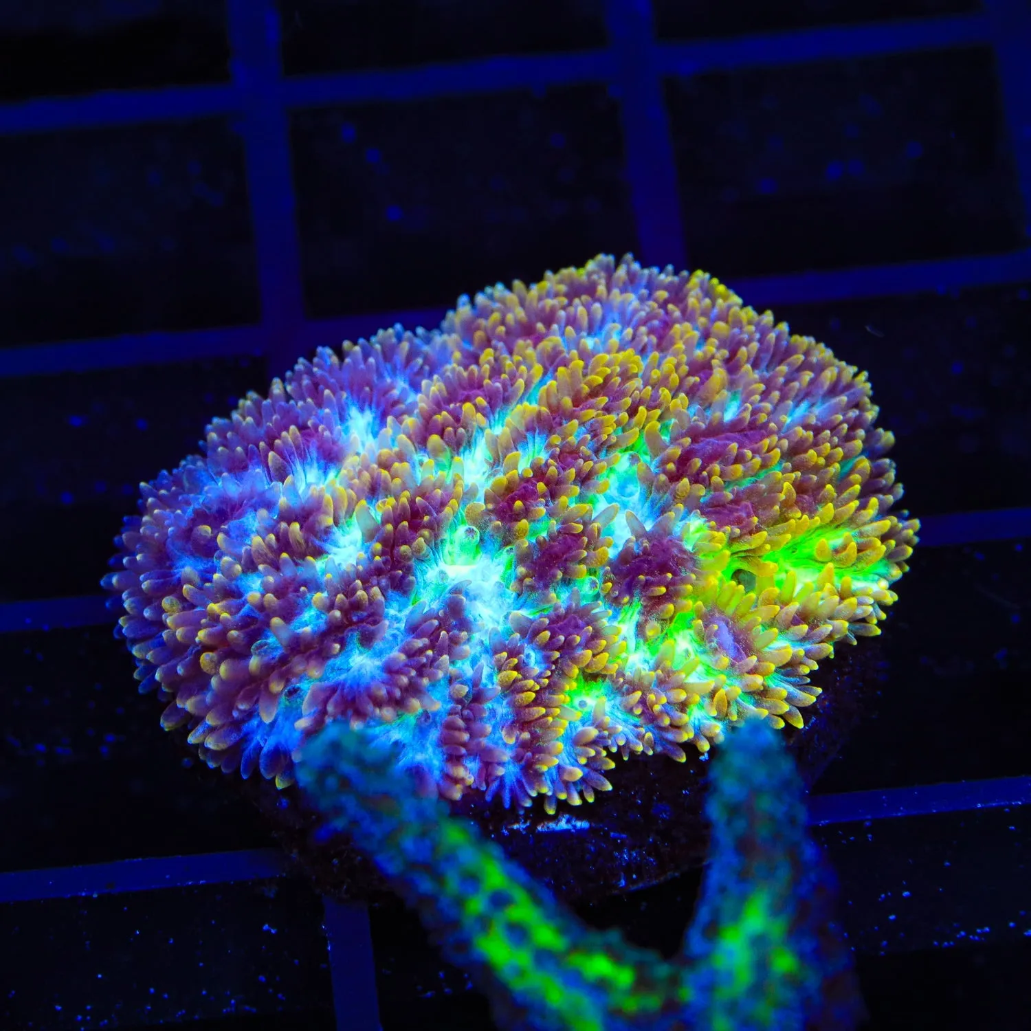 TSA Gamma Knife Hydnophora Coral