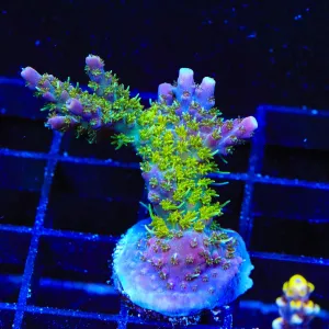 TSA Grape Ape Acropora Coral