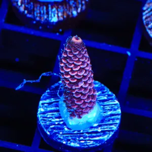 TSA Heaven and Hell Millipora Acropora Coral