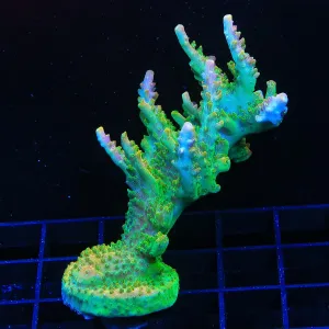 TSA Orangesicle Acropora Coral Colony