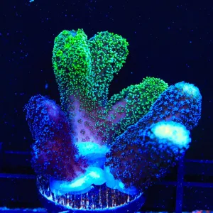 TSA Triple Threat Stylophora Coral